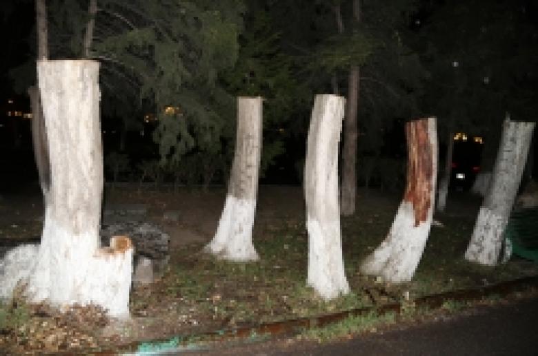 Ոստիկանները հայտնաբերեցին Դավթաշեն թաղամասում 23 բարդիները հատողին Ոստիկանները հայտնաբերեցին Դավթաշեն թաղամասում 23 բարդիները հատողին