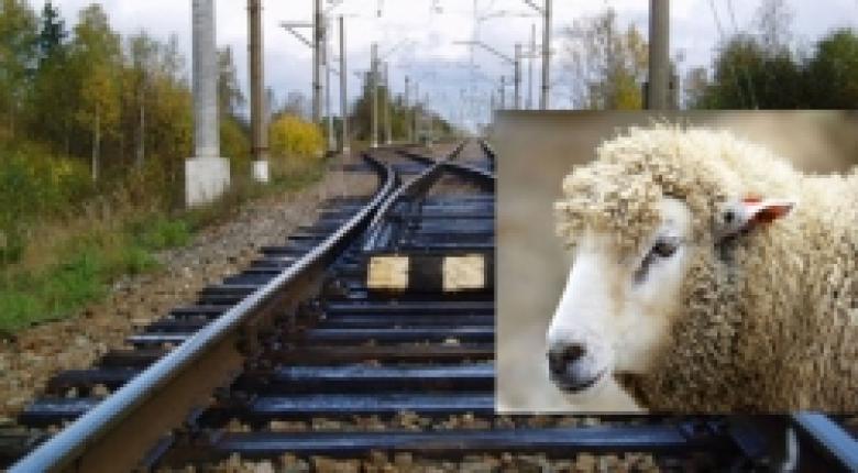 Պատահար Քարակերտ-Արտենի ճանապարհին. սատկել է 63 ոչխար