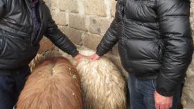 1 միլիոն 500 հազար դրամի ոչխար էին գողացել ու բռնվել․ Արմավիրի ոստիկանների բացահայտումը