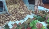 Armenian police detects large batch of narcotics (VIDEO)