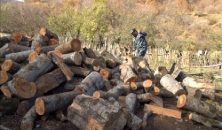 Последовательная борьба против незаконной вырубки деревьев (ВИДЕОКЛИП)