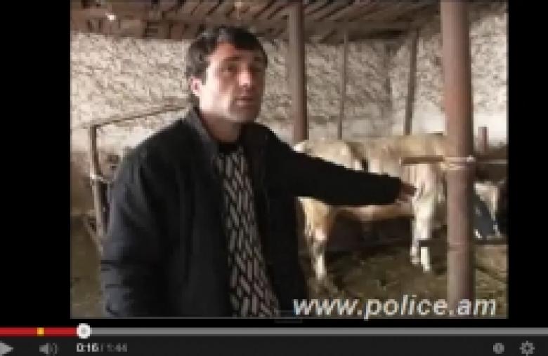 Տոհմական ցլիկի գողության հետքերով (ՏԵՍԱՆՅՈՒԹ) Տոհմական ցլիկի գողության հետքերով (ՏԵՍԱՆՅՈՒԹ)