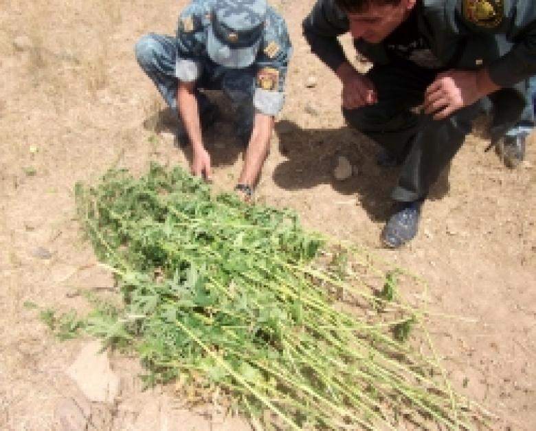 «Կանեփ-կակաչ-2014» համալիր օպերատիվ-կանխարգելիչ միջոցառման արդյունքները օգոստոսի 25-ի դրությամբ «Կանեփ-կակաչ-2014» համալիր օպերատիվ-կանխարգելիչ միջոցառման արդյունքները օգոստոսի 25-ի դրությամբ