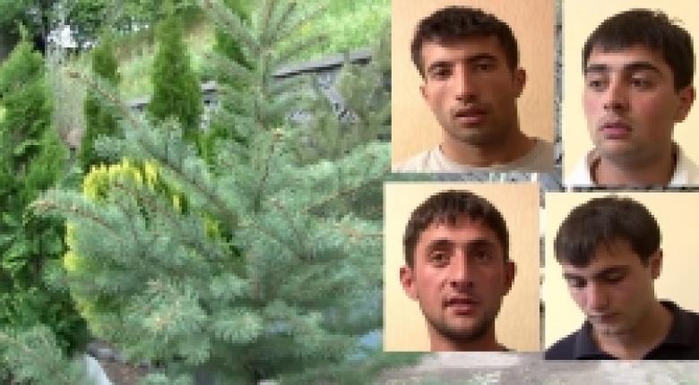 Արծաթափայլ եղևնիների գողության հետքերով (ՏԵՍԱՆՅՈՒԹ) Արծաթափայլ եղևնիների գողության հետքերով (ՏԵՍԱՆՅՈՒԹ)