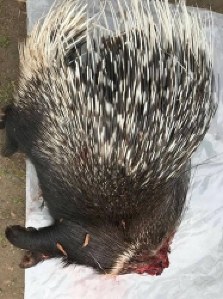 70-ամյա տղամարդ է բերման ենթարկվել ոստիկանություն՝ մացառախոզ որսալու կասկածանքով  (ՏԵՍԱՆՅՈՒԹ, ԼՈՒՍԱՆԿԱՐՆԵՐ) 70-ամյա տղամարդ է բերման ենթարկվել ոստիկանություն՝ մացառախոզ որսալու կասկածանքով  (ՏԵՍԱՆՅՈՒԹ, ԼՈՒՍԱՆԿԱՐՆԵՐ)