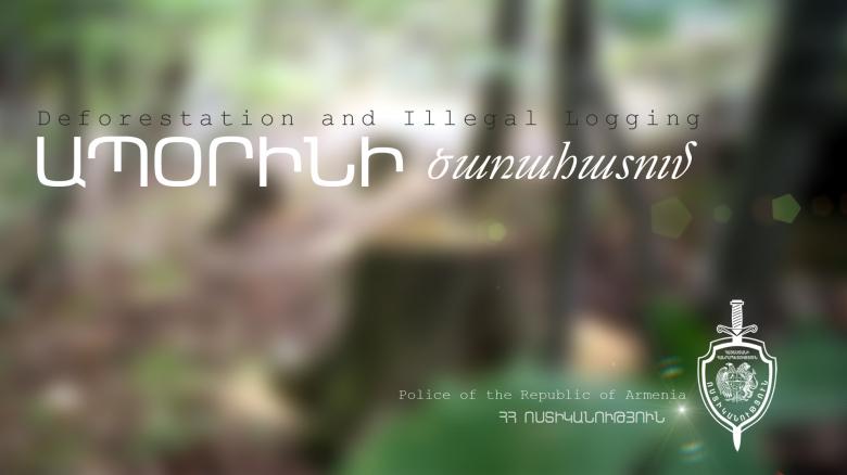 Ապօրինի ծառահատում կատարողը ներկայացել է ոստիկանություն Ապօրինի ծառահատում կատարողը ներկայացել է ոստիկանություն