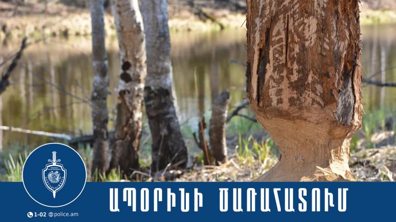 Սյունիքում պարեկները ձերբակալել են ապօրինի փայտանյութ տեղափոխող վարորդին Սյունիքում պարեկները ձերբակալել են ապօրինի փայտանյութ տեղափոխող վարորդին