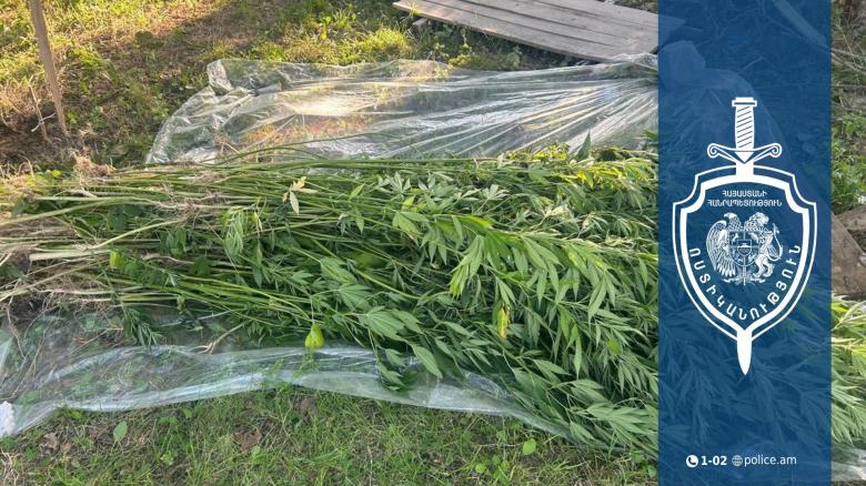 72-ամյա օշականցու տնամերձ հողամասում կանեփի բույսեր են հայտնաբերվել 72-ամյա օշականցու տնամերձ հողամասում կանեփի բույսեր են հայտնաբերվել