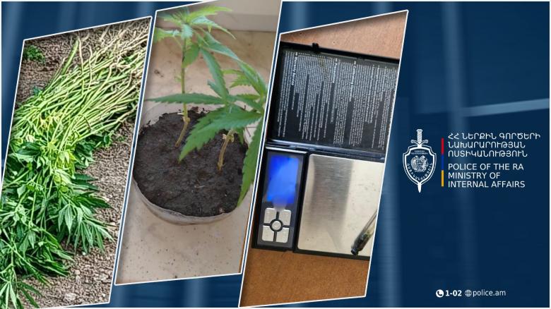 Մաստարա գյուղի բնակիչը կանեփ էր աճեցնում․ հայտնաբերվել է կանեփի 151 բույս Մաստարա գյուղի բնակիչը կանեփ էր աճեցնում․ հայտնաբերվել է կանեփի 151 բույս