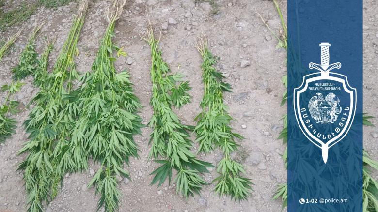 Սառնաղբյուրցու տնամերձ հողամասում հայտնաբերվել է կանեփի 88 բույս Սառնաղբյուրցու տնամերձ հողամասում հայտնաբերվել է կանեփի 88 բույս