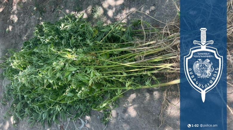 Արմավիրի քրեական ոստիկաններն ապօրինի թմրաշրջանառության դեպք են բացահայտել․ նախաձեռնվել է քրեական վարույթ Արմավիրի քրեական ոստիկաններն ապօրինի թմրաշրջանառության դեպք են բացահայտել․ նախաձեռնվել է քրեական վարույթ