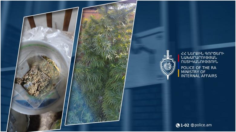 Մասիսի համայնքային ոստիկանները ձերբակալել են հողամասում կանեփ աճեցնող տղամարդուն Մասիսի համայնքային ոստիկանները ձերբակալել են հողամասում կանեփ աճեցնող տղամարդուն