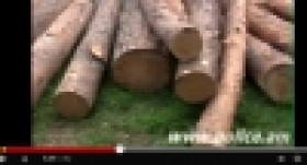 Ծառերի սպանդ և հրազենային վնասվածքներ (ՏԵՍԱՆՅՈՒԹ)  Ծառերի սպանդ և հրազենային վնասվածքներ (ՏԵՍԱՆՅՈՒԹ)