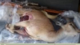 Բեզոարյան այծ որսացողները հայտնաբերվեցին (ՏԵՍԱՆՅՈՒԹ) Բեզոարյան այծ որսացողները հայտնաբերվեցին (ՏԵՍԱՆՅՈՒԹ)