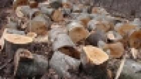 Ապօրինի ծառահատումների դեմ պայքարը շարունակվում է Ապօրինի ծառահատումների դեմ պայքարը շարունակվում է