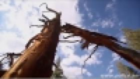 Ոստիկանությունն ընդդեմ ապօրինի ծառահատումների (ՏԵՍԱՆՅՈՒԹ) Ոստիկանությունն ընդդեմ ապօրինի ծառահատումների (ՏԵՍԱՆՅՈՒԹ)