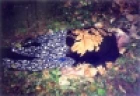 Երկու կնոջ սպանության մեջ կասկածվողն անչափահաս է Երկու կնոջ սպանության մեջ կասկածվողն անչափահաս է