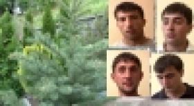 Արծաթափայլ եղևնիների գողության հետքերով (ՏԵՍԱՆՅՈՒԹ) Արծաթափայլ եղևնիների գողության հետքերով (ՏԵՍԱՆՅՈՒԹ)