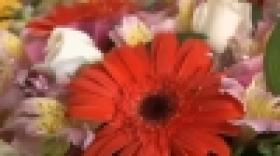 Շնորհավոր ձեր տոնը, սիրելի կանայք (ՏԵՍԱՆՅՈՒԹ)  Շնորհավոր ձեր տոնը, սիրելի կանայք (ՏԵՍԱՆՅՈՒԹ)