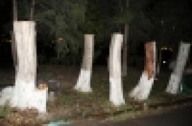 Ոստիկանները հայտնաբերեցին Դավթաշեն թաղամասում 23 բարդիները հատողին Ոստիկանները հայտնաբերեցին Դավթաշեն թաղամասում 23 բարդիները հատողին