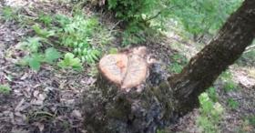 Կապանի ոստիկանները ապօրինի ծառահատման դեպք են բացահայտել Կապանի ոստիկանները ապօրինի ծառահատման դեպք են բացահայտել