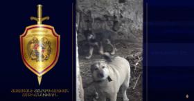 Շունը հոշոտել էր 78-ամյա կնոջը․ փեսան ձերբակալվել է․ ոստիկանության բացահայտումը Շունը հոշոտել էր 78-ամյա կնոջը․ փեսան ձերբակալվել է․ ոստիկանության բացահայտումը