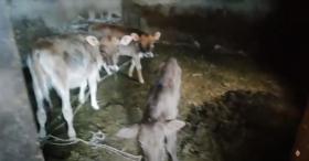 Վարդենիսի ոստիկանները բացահայտեցին Խաչաղբյուր գյուղում կատարված անասնագողությունը Վարդենիսի ոստիկանները բացահայտեցին Խաչաղբյուր գյուղում կատարված անասնագողությունը