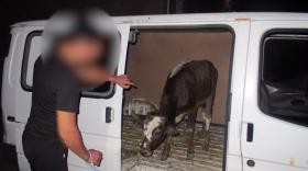 Վայքի ոստիկանները անասնագողության դեպք են բացահայտել Վայքի ոստիկանները անասնագողության դեպք են բացահայտել