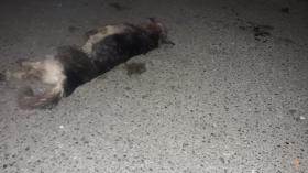 Շան վրա կրակողը ներկայացավ ոստիկանություն  Շան վրա կրակողը ներկայացավ ոստիկանություն