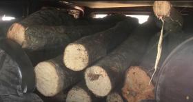 Գորիսի ոստիկաններն ապօրինի ծառահատման դեպքեր են բացահայտել Գորիսի ոստիկաններն ապօրինի ծառահատման դեպքեր են բացահայտել