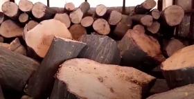 Գուգարքի ոստիկանները հերթական անգամ ապօրինի ծառահատման դեպք են բացահայտել Գուգարքի ոստիկանները հերթական անգամ ապօրինի ծառահատման դեպք են բացահայտել