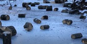 Կաշառքի մեղադրանքով անտառապահ է կալանավորվել. Դիլիջանի ոստիկանների բացահայտումը Կաշառքի մեղադրանքով անտառապահ է կալանավորվել. Դիլիջանի ոստիկանների բացահայտումը