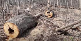 Ապօրինի ծառահատումներ Լոռիում․ Գուգարքի ոստիկանների բացահայտումները Ապօրինի ծառահատումներ Լոռիում․ Գուգարքի ոստիկանների բացահայտումները