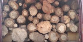 Ապօրինի ծառահատում Լոռիում․ Ստեփանավանի ոստիկանների բացահայտումը Ապօրինի ծառահատում Լոռիում․ Ստեփանավանի ոստիկանների բացահայտումը