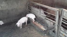 Անասնագողությունների հետքերով․ Ստեփանավանի ոստիկանների բացահայտումը Անասնագողությունների հետքերով․ Ստեփանավանի ոստիկանների բացահայտումը