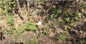 Ապօրինի հատել էր 32 ծառ ու գործի վրա բռնվել․ Հրազդանի ոստիկանների բացահայտումը Ապօրինի հատել էր 32 ծառ ու գործի վրա բռնվել․ Հրազդանի ոստիկանների բացահայտումը