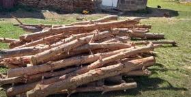 «Հայանտառ» ի Գյումրիի անտառտնտեսությունում 369 հատ սոճենի են հատել․ Աշոցքի ոստիկանների բացահայտումը