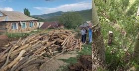 110 սոճի և 94 բարդի էին ապօրինի հատել․ Աշոցքի ոստիկանների բացահայտումը 110 սոճի և 94 բարդի էին ապօրինի հատել․ Աշոցքի ոստիկանների բացահայտումը