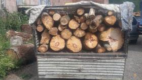 Գուգարքի ոստիկաններն ապօրինի ծառահատման դեպք են բացահայտել Գուգարքի ոստիկաններն ապօրինի ծառահատման դեպք են բացահայտել