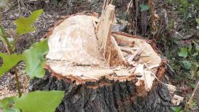 10 կանգուն ծառ էր հատել․ Գուգարքի ոստիկանների բացահայտումը