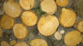 Ապօրինի փայտանյութով մեքենան տեղափոխվեց Գորիսի բաժնի պահպանվող հատուկ տարածք Ապօրինի փայտանյութով մեքենան տեղափոխվեց Գորիսի բաժնի պահպանվող հատուկ տարածք