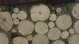 ՊՊԳՎ Սիսիանի պահպանության բաժնի ոստիկանները ապօրինի ծառահատման դեպք են բացահայտել ՊՊԳՎ Սիսիանի պահպանության բաժնի ոստիկանները ապօրինի ծառահատման դեպք են բացահայտել