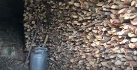 Տաշիրի ոստիկանները ապօրինի ծառահատման դեպք են բացահայտել ու հայտնաբերել փայտանյութը Տաշիրի ոստիկանները ապօրինի ծառահատման դեպք են բացահայտել ու հայտնաբերել փայտանյութը