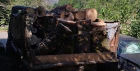 Թումանյանի ոստիկանները ապօրինի ծառահատման դեպք են բացահայտել Թումանյանի ոստիկանները ապօրինի ծառահատման դեպք են բացահայտել