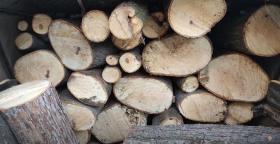 Թումանյանի ոստիկաններն ապօրինի ծառահատման հերթական դեպքն են բացահայտել Թումանյանի ոստիկաններն ապօրինի ծառահատման հերթական դեպքն են բացահայտել