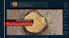 Չարբախի ոստիկանները ապօրինի ծառահատման դեպք են բացահայտել Չարբախի ոստիկանները ապօրինի ծառահատման դեպք են բացահայտել
