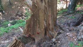 19 միլիոն դրամի վնաս՝ անտառապահի անփութության հետևանքով. Թումանյանի իրավապահների բացահայտումը 19 միլիոն դրամի վնաս՝ անտառապահի անփութության հետևանքով. Թումանյանի իրավապահների բացահայտումը