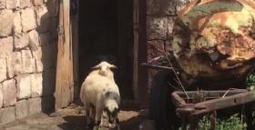 Արագածի ոստիկանները նախկինում կատարված անասնագողության դեպք են բացահայտել Արագածի ոստիկանները նախկինում կատարված անասնագողության դեպք են բացահայտել