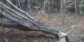 Բենզասղոցով ծառեր հատելիս բռնվել էր․ Գուգարքի ոստիկանների բացահայտումը