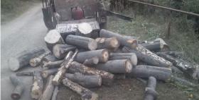 Գուգարքի ոստիկանները ապօրինի ծառահատման հերթական դեպքն են բացահայտել Գուգարքի ոստիկանները ապօրինի ծառահատման հերթական դեպքն են բացահայտել